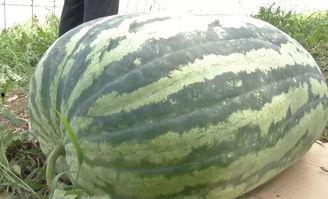 吃瓜去背锅好吗,去背锅，做理智围观者