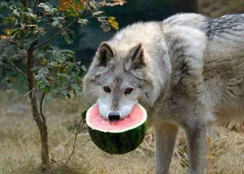 吃瓜狼道,揭秘娱乐圈背后的真实故事