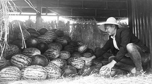 青岩吃瓜群众事迹,吃瓜群众事迹传颂