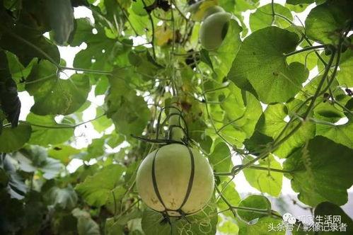 梦见吃王瓜葫芦,揭秘吃王瓜葫芦的神秘寓意