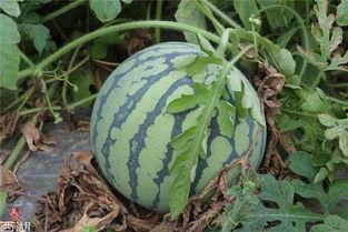 瓜将军吃瓜,一场吃瓜盛宴的奇幻之旅