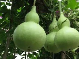 吃葫芦瓜恶心,揭秘背后的饮食之谜