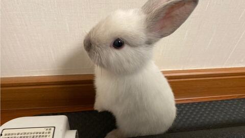 吃瓜的兔纸,揭秘娱乐圈那些事儿