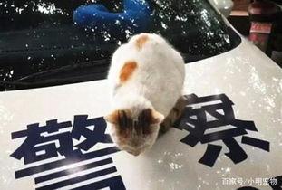 流浪猫吃瓜群众,吃瓜群众的日常