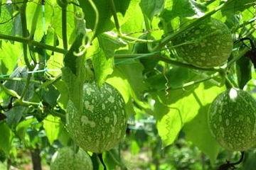 炒着吃的吊瓜,家常美味新尝试