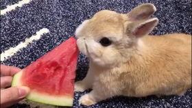 吃瓜 兔子,揭秘娱乐圈的甜蜜与苦涩