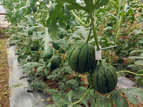 五一夸克吃瓜,夸克吃瓜，趣味横生的节日盛宴