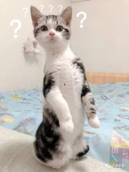 吃瓜猫怎么花,吃瓜猫的创意花式消费指南